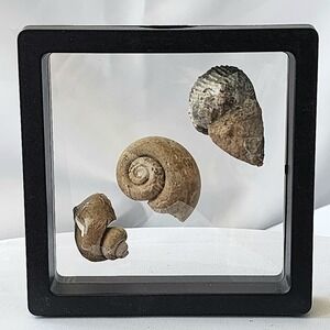 Late Cretaceous Period Ancient Fossil Carnivorous Snail Trio Display Original